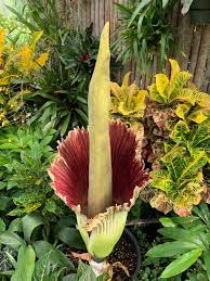 The Toronto Zoo On Twitter Good Morning From Vincent Van Gross Tzcorpseplant Update Our Corpse Plant Is Still Standing And Still Pretty Smelly Https T Co Kr62crjf6i