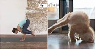 Pin On Yoga