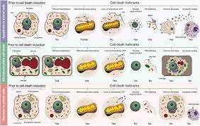 The females produce up to 5 egg sacs in a lifetime. Apoptosis Is Not Conserved In Plants As Revealed By Critical Examination Of A Model For Plant Apoptosis Like Cell Death Bmc Biology Full Text