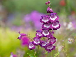 Penstemon 'delfts blue riding hood' is a 2012 remy lubbe hybrid beardtongue that's really impressed us. Beardtongue Flower Pentstemon Care And Growing Guide