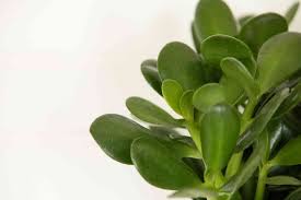 Get a pot or tray with drainage holes. Jade Plant Indoor Care Growing Guide