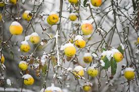 Kidzsearch safe wikipedia for kids. Pear Tree Guides Tips And Information Gardener S Path