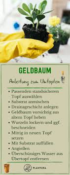 Geldbaum Anleitung Zum Umtopfen Euren Geldbaum Solltet Ihr Spatestens Alle 3 4 Jahre Umtopfen Die Beste Zeit Dafur Ist Im Fruh Geldbaum Gartentipps Tipps