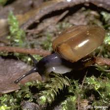 Image result for Oxyrhachis gracillima
