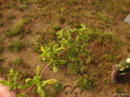 Image result for Polycarpon prostratum