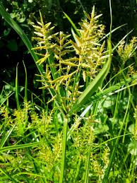 Image result for Cyperus trigonellus