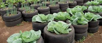 Since there doesn't seem to be a hard and fast official stance, we are not here to champion one side over the other, but rather to lay out the facts. Are Vegetables Grown In Tire Gardens Safe To Eat Office For Science And Society Mcgill University