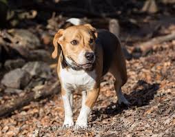 Lovestory von ebby und robert. Aufruf Beagle Oskar Sucht Ein Neues Zuhause Martin Rutter Dogs