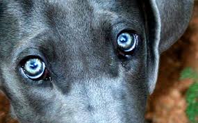 For example, stomach ulcers, and stomach or upper intestinal cancer can cause chronic vomiting in dogs. Warning Signs Of Cancer In Dogs