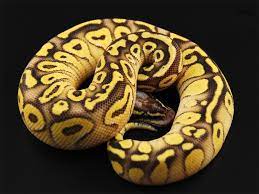 Super Pastel Lesser Yellowbelly Ball Python Ball Python Pet Snake Ball Python Morphs