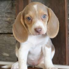 The search tool above returns a list of breeders located nearest to the zip or postal code you enter. Paisley Beagle Puppy 602371 Puppyspot