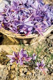 Garden Gold Growing Saffron At Home Heirloom Gardener Growing Saffron Saffron Plant Garden Gold
