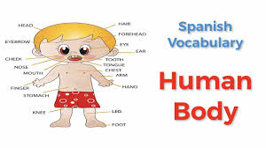 I have taught all levels of spanish, from kindergarten to high school, at various times in the past 17 years. How To Call Body Parts In Spanish Spanish Online