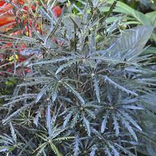 Check spelling or type a new query. False Aralia Indoors Dizygotheca Elegantissima My Garden Life