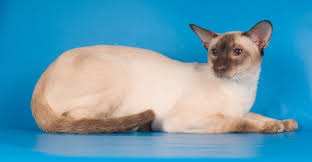 Weitere ideen zu siam kätzchen, siamkatze, katzen. Siamkatze Die Charmante Exotin Im Portrait Das Tierlexikon De