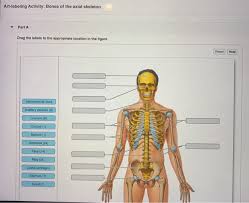 The device is marked in …. Solved Art Labeling Activity Bones Of The Axial Skeleton Chegg Com