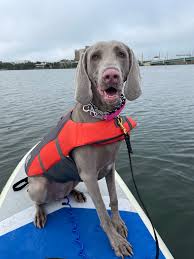 Freyja has discovered strange doggo at my parents farm. It haz ouch paws  and does not Bork.