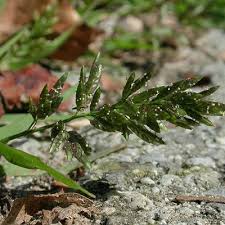 Image result for Eragrostis cylindriflora