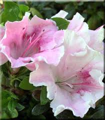 The gumpo satsuki azalea comes in pink, red, or white cultivars. Gumpo Fancy Azalea Produces Single Light Pink Flowers With White Margins