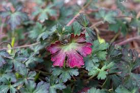 Image result for Geranium ocellatum