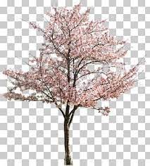 Cercis Siliquastrum Chinese Magnolia Tree Blossom Png Clipart Abstrac Branch Cherry Cherry Blossom Chi Magnolia Flower Blossom Flower Cherry Blossom Tree