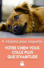 Mon Chien Me Colle Plus Que D Habitude Citation Chien Chien Chiens Droles