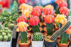 Opuntia flower orange catus flower. Blooming Patterns Of Different Cactus Flowers Floraqueen