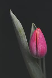 Great savings & free delivery / collection on many items. Black Tulip Pictures Download Free Images On Unsplash