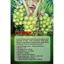 Di thailand kelapa ini dipanggil sebagai 'makprow nam horm' dan di peringkat antarabangsa dikenali. Kelapa Matag