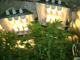 Diy Cfl Hood Grow Room Design Opengrow