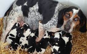 Bluetick coonhound bryant, alabama, united states. Bluetick Coonhound Puppies Behavior And Characteristics In Different Months Until One Year