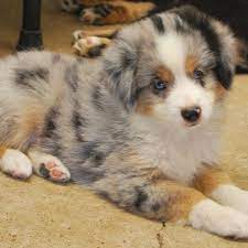 Pin By Sadie Berg On Aussies Miniature Australian Shepherd Puppies Australian Shepherd Puppies Aussie Puppies