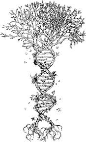 Image result for Millettia makondensis