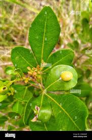 Image result for Searsia lucida