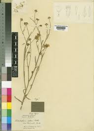 Image result for Calostephane divaricata