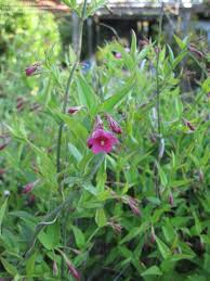 Image result for Jasminum beesianum