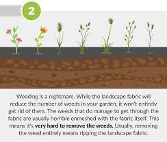 Solitary new dandelion plants along fence rows, roadsides, flower beds, and in turfgrass should be grubbed out (removed by digging out the entire plant, taproot and all) before they produce seed. 6 Reasons Why Landscape Fabric Is A Bad Idea