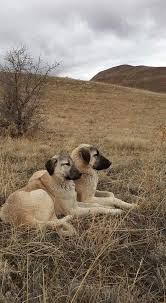 Doli Ve Duman Big Dogs Labrador Retriever Animals