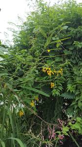 Image result for Sesbania macrantha
