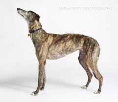 Learn more about greyhound pets of america minnesota in minneapolis, mn, and search the available pets they have up for adoption on petfinder. Greyhound Pets Of America June Rescue Of The Month Minneapolis St Paul Pet Photography Joy Sessions