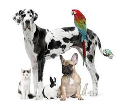 Animal hospitals offer general and emergency pet care services. Family Pet Clinic Home Facebook