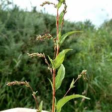 Image result for Persicaria decipiens