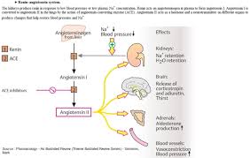 We did not find results for: Renin Angiotensin Aldosterone System Raas The Grepmed