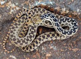 P C Annectens Snake Cool Snakes Pine Snake