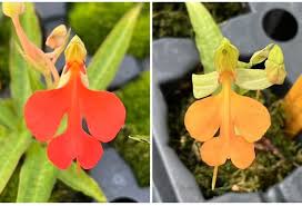 Image result for Habenaria dregeana