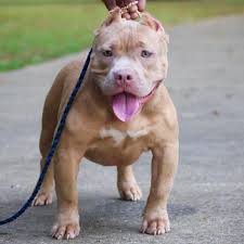 Profile for Grind State Bullies