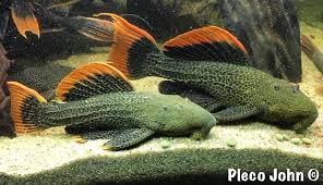 Catfish guide for the leopard pleco, pterygoplichthys gibbiceps, sailfin plecostomus information and habitat, plecostomus pictures and fish care for suckermouth catfish sailfin pleco, clown pleco, leopard plecostomus. Pleco John Channel Posts Facebook