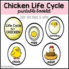 Chicken Life Cycle Printable Chicken Life Cycle Chicken Life Cycle Activities Life Cycles Activities