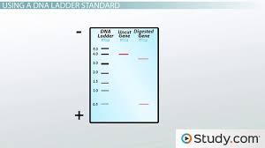 agarose gel electrophoresis results analysis