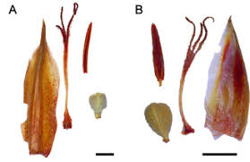 Image result for Abildgaardia